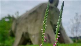 環保局推薦市民到南港看綬草（圖／台北市環保局提供）