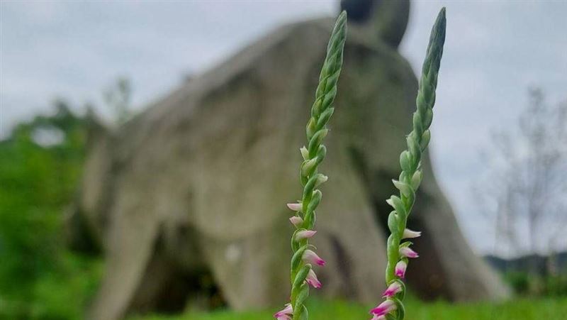 「綬草」清明盛開！北市環保局喊話勿盜採