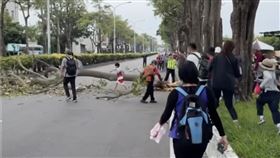路樹倒塌！大甲媽信眾合力搬離　全網大讚