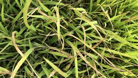 水稻「葉稻熱病」台東現蹤  農改場籲農民防範最近天氣忽冷忽熱，台東水稻發生「葉稻熱病」，農業部台東區農業改良場呼籲農民注意防範，避免疫情擴大。（台東區農業改良場提供）中央社記者盧太城台東傳真  114年4月5日