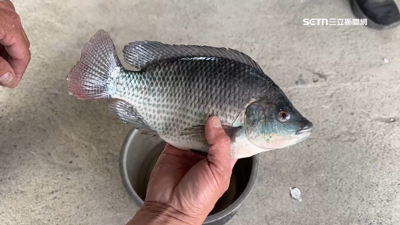 台灣鯛獲中東國家喜愛 一年買超過千噸 中東國家也喜愛台灣鯛,去年沙烏地阿拉伯等5國家買下1061公噸。(圖/資料照)