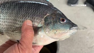 養魚戶喊「不需太擔心關稅」：對手課更多