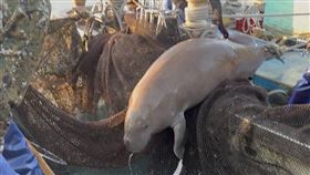 稀有印度太平洋儒艮誤入定置漁網  宜蘭漁民野放宜蘭陳姓漁民25日清晨在宜蘭東澳粉鳥林定置漁網收網時，於箱網內意外發現1隻印度太平洋儒艮，當下因不了解物種，為延續牠的生命隨即野放，但留有相關過程影像紀錄。（漁民提供）中央社記者沈如峰宜蘭縣傳真  114年3月28日