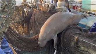 88年前有過！粉鳥林見稀有美人魚：未滅絕