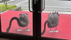 武陵農場2隻黑天鵝在敲門要早餐。（圖／翻攝武陵農場臉書）