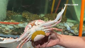 花蟹5隻逾6千！海鮮吃上萬元　民眾控太貴