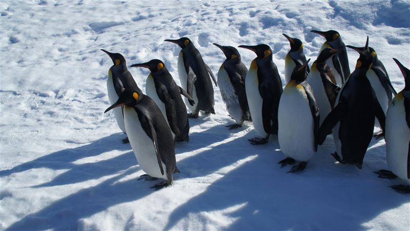 企鵝也抗議川普！南極2無人島被課10%關稅