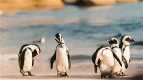 「企鵝棲息地」無人島也要課稅？美商務部長回應「防止中國走後門」。（示意圖／pexels）

