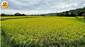 農業部針對台灣輸美農產品恐將因關稅萎縮提出配套措施。圖非當事農作。（示意圖／方萬民攝）