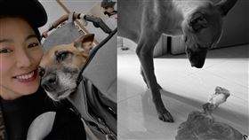 米可白的愛犬罹癌。（圖／翻攝自臉書）