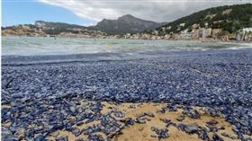 西班牙的海灘上出現數萬隻帆水母，震驚當地居民與遊客。（示意圖／翻攝自X）