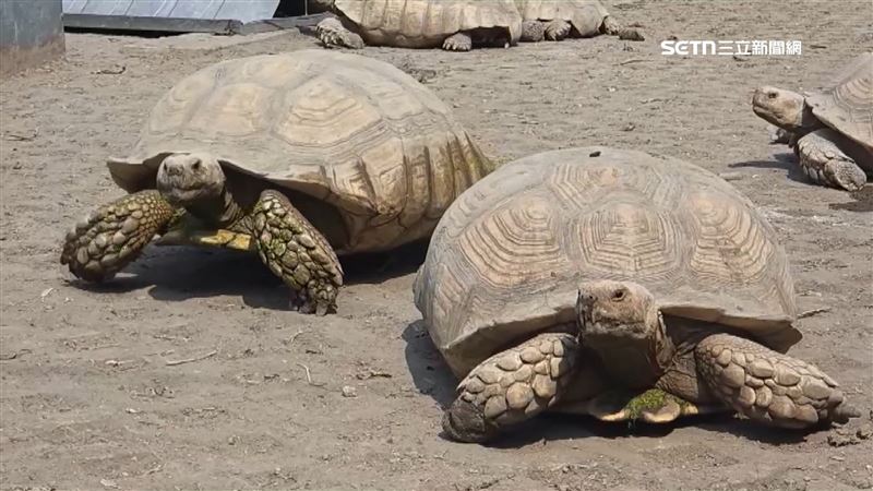 8嫌合力偷30隻象龜　單隻身價破10萬元