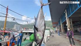 蘇澳籍漁船「全昌隆168號」捕獲今年第一尾黑鮪魚活魚，今以166萬元賣出。（圖／三立新聞網）