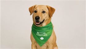 ▲國泰金控健康走，當天現場另準備限定100組健康寵物領巾。（圖／國泰金控提供）