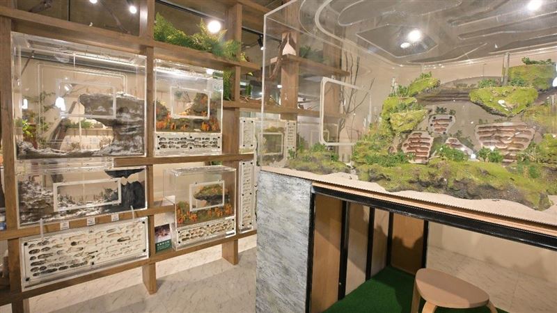 微觀世界的冒險　台灣首座螞蟻博物館開幕