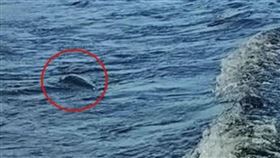 今年再度有目擊者拍攝到尼斯湖水怪短暫露出水面的畫面。（翻攝X@RichardIIIGhost）