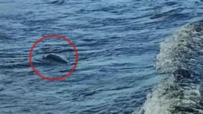 世紀謎團現？尼斯湖水怪「吐泡泡」遭直擊