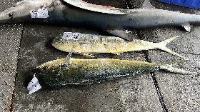 美國祭對等關稅  台東漁民憂鬼頭刀價