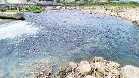 新北新店碧潭堰鰱魚聚集（1）