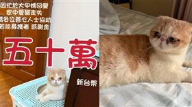台中一名飼主懸賞50萬找愛貓。（圖／翻攝自臉書／沙鹿之美）