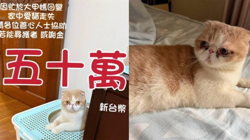 愛貓走失！飼主懸賞50萬：抱走歸還照樣給