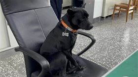 宜蘭縣五結分駐所飼養一隻名叫「黑皮」的台灣土狗，平時乖巧親人。（圖／CTWANT）