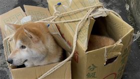 可愛柴犬遭惡劣業者隨意丟棄。（圖／翻攝畫面）