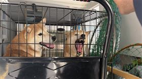 被丟棄的柴犬露出不安的模樣，讓人十分心疼。（圖／翻攝畫面）