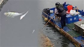 愛河出現大量魚屍，環保局研判是溫度驟降猝死。（圖／翻攝畫面）