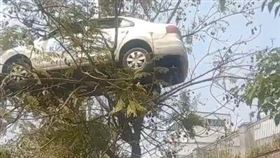 駕訓班，最強三寶，把車開上樹，造假，擺拍（圖／翻攝自X平台@tiantian108）