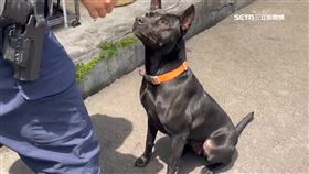 v警怒踹所狗1800