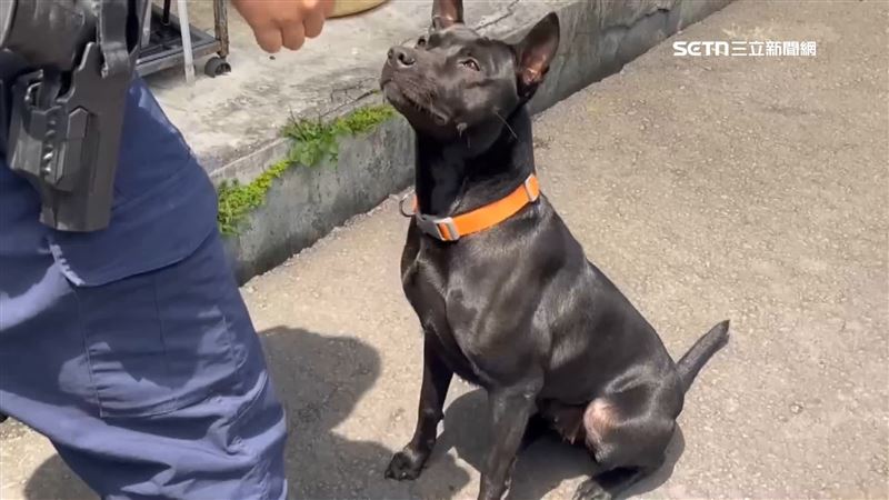 宜蘭所犬個性突驟變　警調監視器揭發惡行