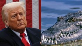 ▲川普曾說「要懂得跟鱷魚作朋友」，前臺師大所長夏學理教授痛批川普自己就是鱷魚、土匪圖。（圖／翻攝自pixabay網站） 