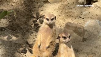 獨／2狐獴挖洞企圖越獄　被抓包表情呆萌