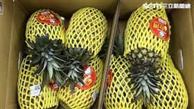 台南,新加坡,黃偉哲,關廟,鳳梨