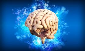 大腦,腦袋。(圖/PIXABAY)