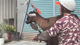 山羊,阿北,騎機車,開罰