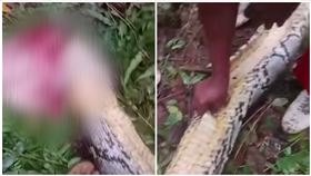 大蟒蛇,印尼,菜園,蛇吞人（圖／翻攝自YT）