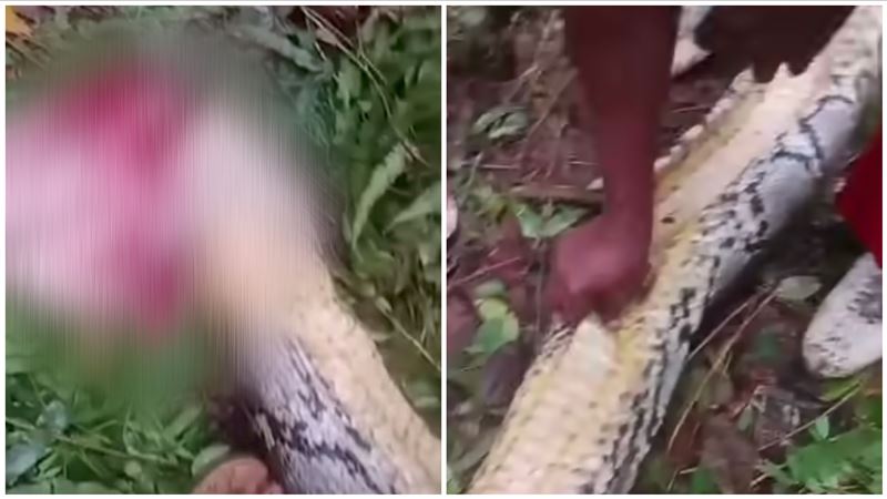 婦人摘菜7米巨蟒從頭活吞　兒目睹媽慘死