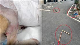 有民眾遛柴犬慘遭比特犬活活咬死。（圖／翻攝自爆料公社）