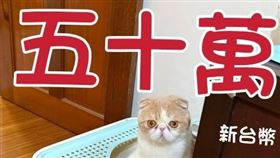 尋貓,50萬,找到了,賞金,喵喵,台中,摺耳賓士加菲貓（圖／翻攝自飼主臉書）
