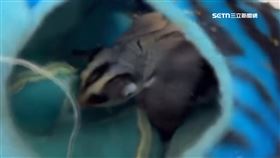 帶回家10天就反悔 飼主狠