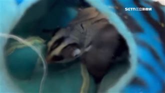 獨／養10天就反悔　飼主狠「裝袋」棄養牠