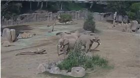 加州5.2地震驚擾動物園！成年非洲象「圍圈保護幼象」感人畫面曝（圖／翻攝自YouTube／CBS 8 San Diego）