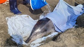 中華鯨豚協會,桃園,鯨豚,海豚,糙齒,子彈,雌性,標本,漁港,保育▲圖片描述。（圖／翻攝自中華鯨豚協會 Taiwan Cetacean Society臉書）