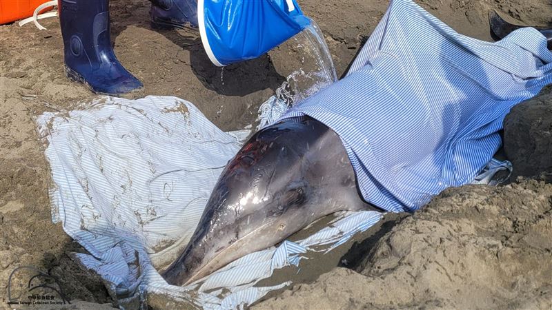 海豚中2槍擱淺亡！鯨豚協會痛揭驚人真相