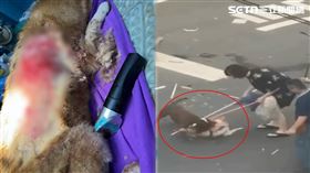 比特犬將柴犬（左）撕咬到體無完膚氣胸慘死，沒想到比特犬飼主說自家狗也死了要提告。（圖／屏東小鎮資訊粉絲提供）