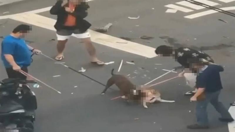 比特犬咬死柴犬　飼主反轟：有無挑釁狗？