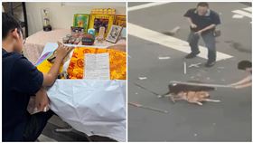 屏東,比特犬,柴犬,雙屍,飼主