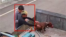 動保科,內埔鄉,屏東,柴犬,比特犬,品種,屍體,罰鍰▲圖片描述。（圖／飼主提供） 